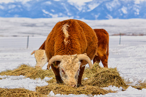 Hereford Cattle - Vertical