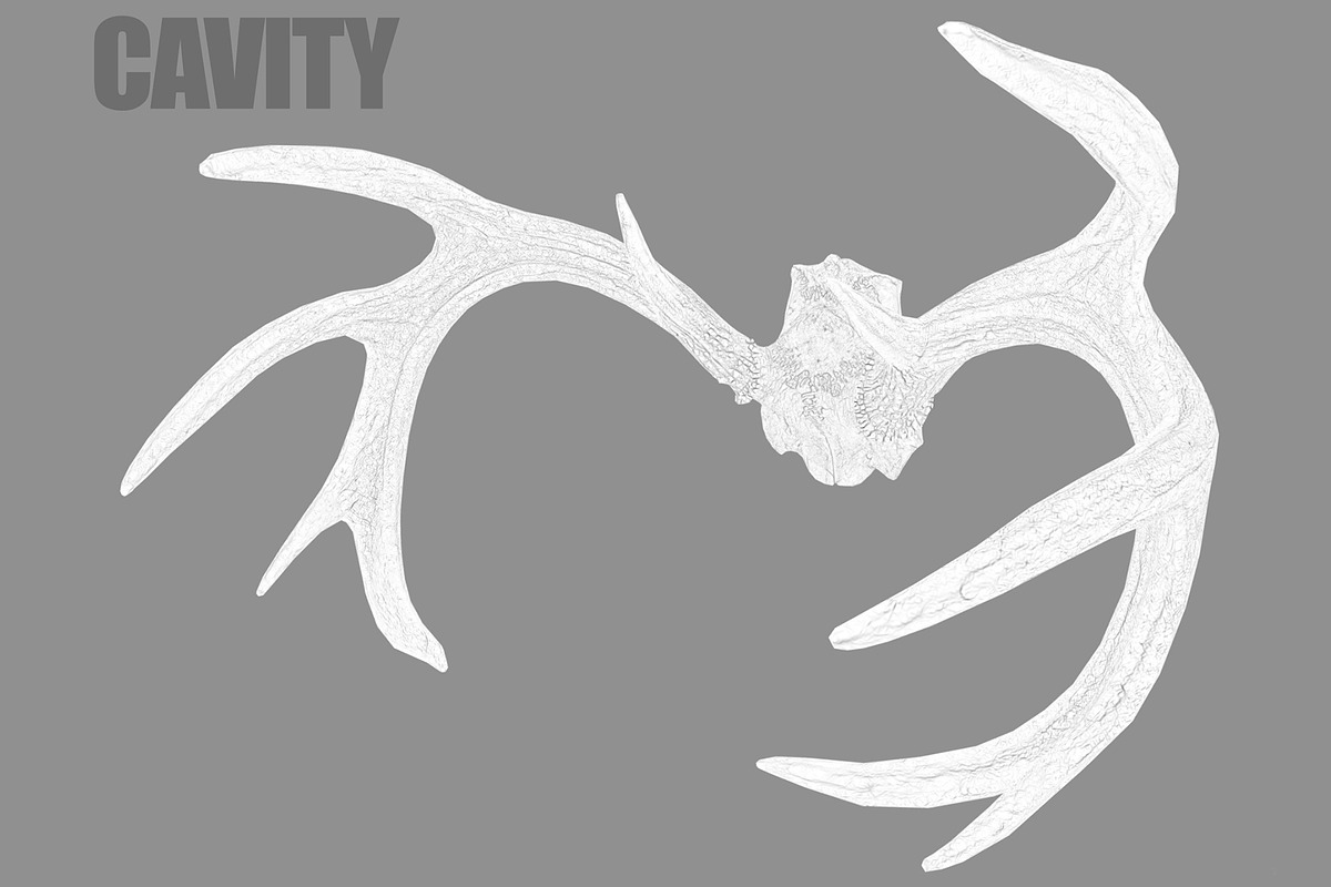 Deer Horns, an Animal 3D Model by Beatheart Creative Studio (Photo 8 of 17)