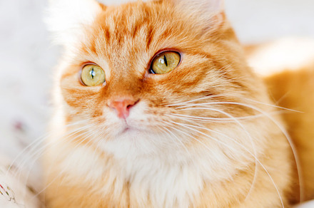 Cute ginger cat in bed featuring cat, cute, and ginger, an Animal Photo by Aksenov_K