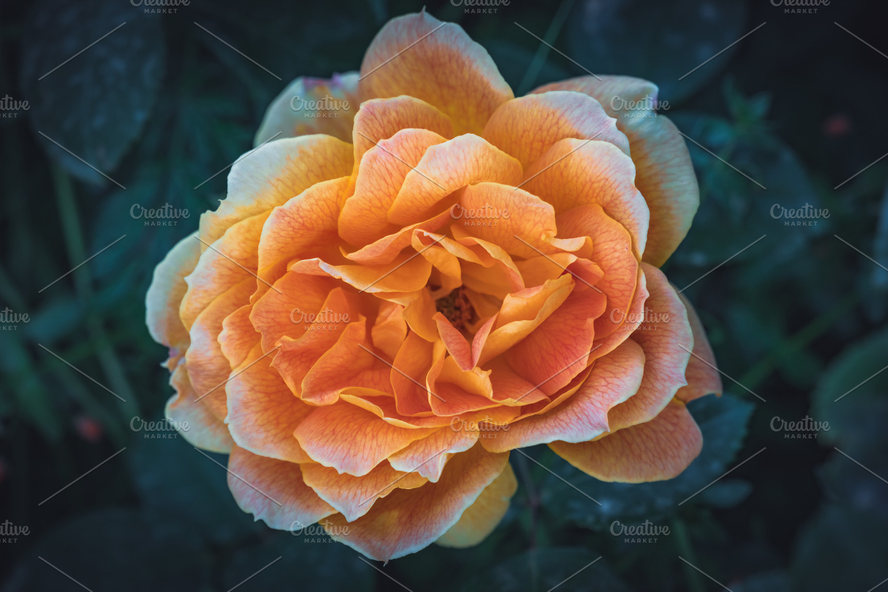 Jean giono rose ii featuring color, nature, and natural, a Nature Photo by Visual Motiv