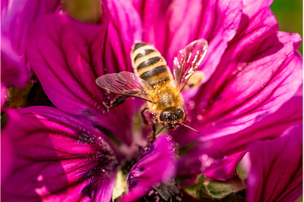 Honeybee, european western honey bee, an Animal Photo by MadPhotos