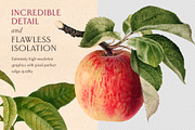 80 Fruits & Vegetables, an Object Graphic by The Object Atlas (Thumbnail 3 of 10)