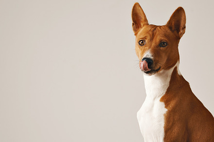 Cute basenji dog stock photo containing dog and pet, an Animal Photo by DeRepente