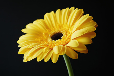 Bright yellow gerbera daisy stands o, a Photo by Iftikhar Alam