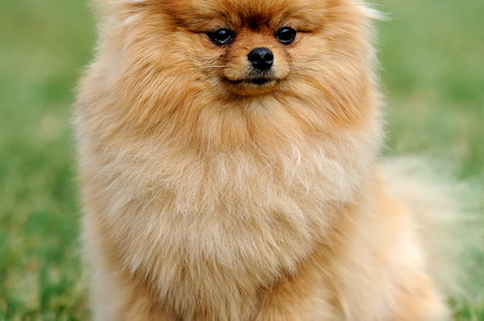 Dog pomeranian stock photo containing dog and canine, an Animal Photo by Byrdyak