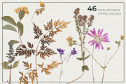 Herbarium Pressed Herbs PNG Set, a Decorative Illustration by dlinnaya (Thumbnail 2 of 6)