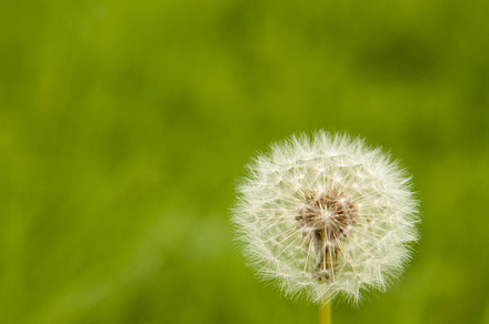 Portrait of a Dandelion