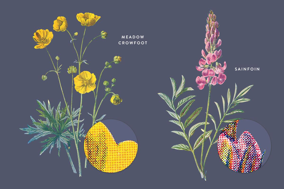 Vintage Flower Illustrations Bundle, an Illustration by Greta Ivy (Photo 60 of 62)