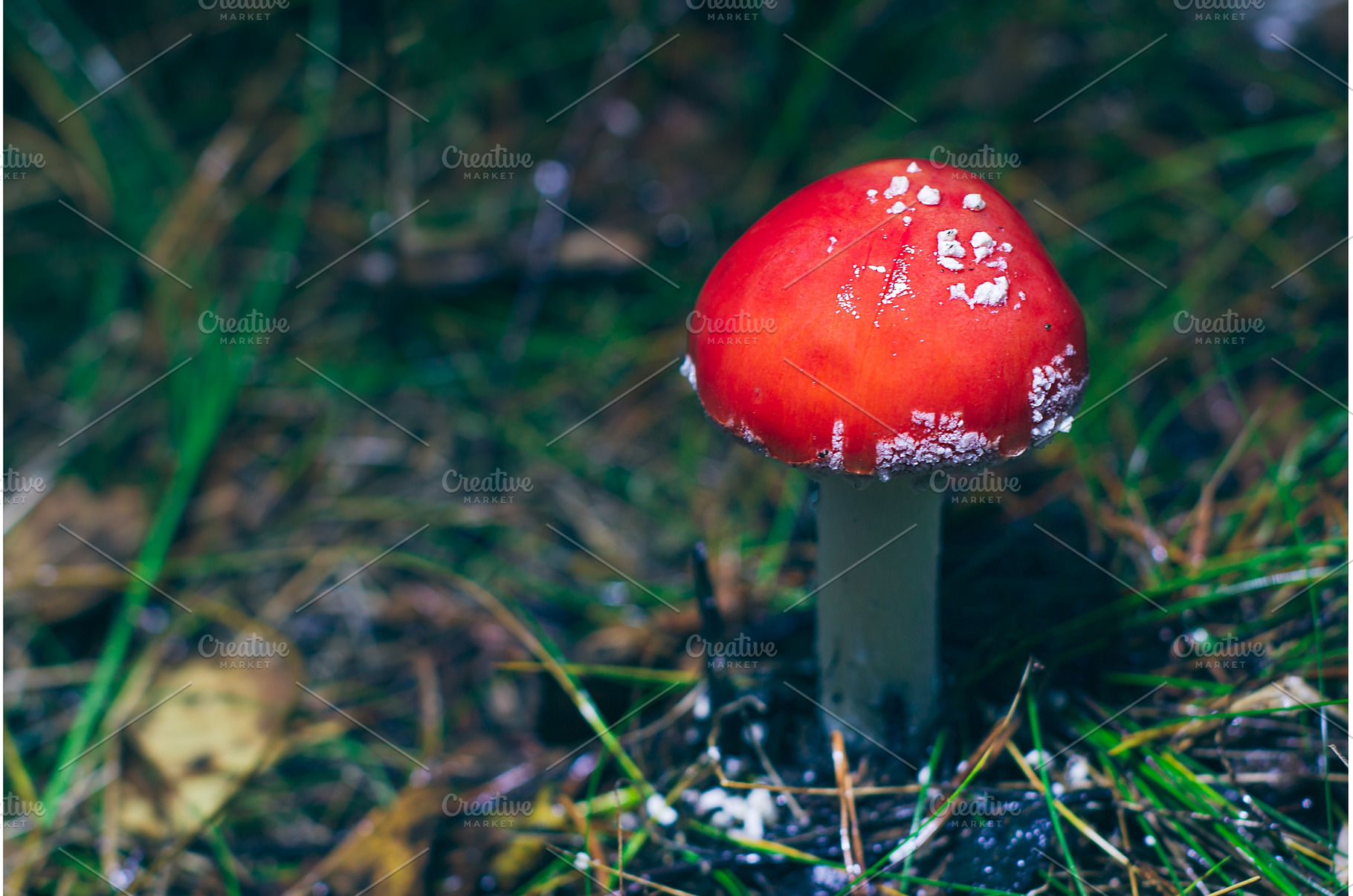 Young Amanita Muscaria, Known as the, a Nature Photo by InfinitumProdux