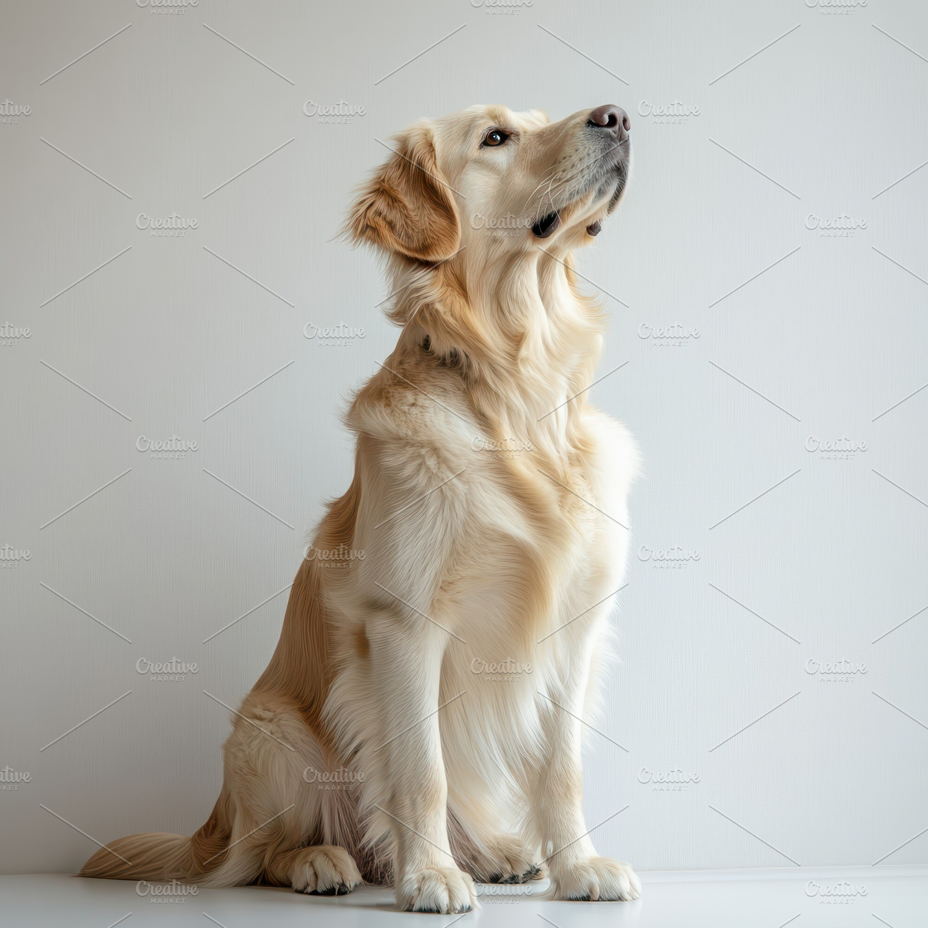 Golden Retriever Dog Sitting Alertly, an Animal Photo by Pixeness Studio