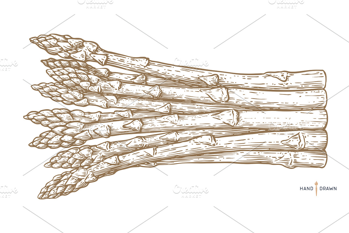 Asparagus, sketch organic vegetable, a Food Illustration by Foxys Graphic