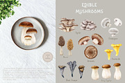 Mushrooms Watercolor Clipart, a Food Illustration by AnitaPol (Thumbnail 13 of 24)