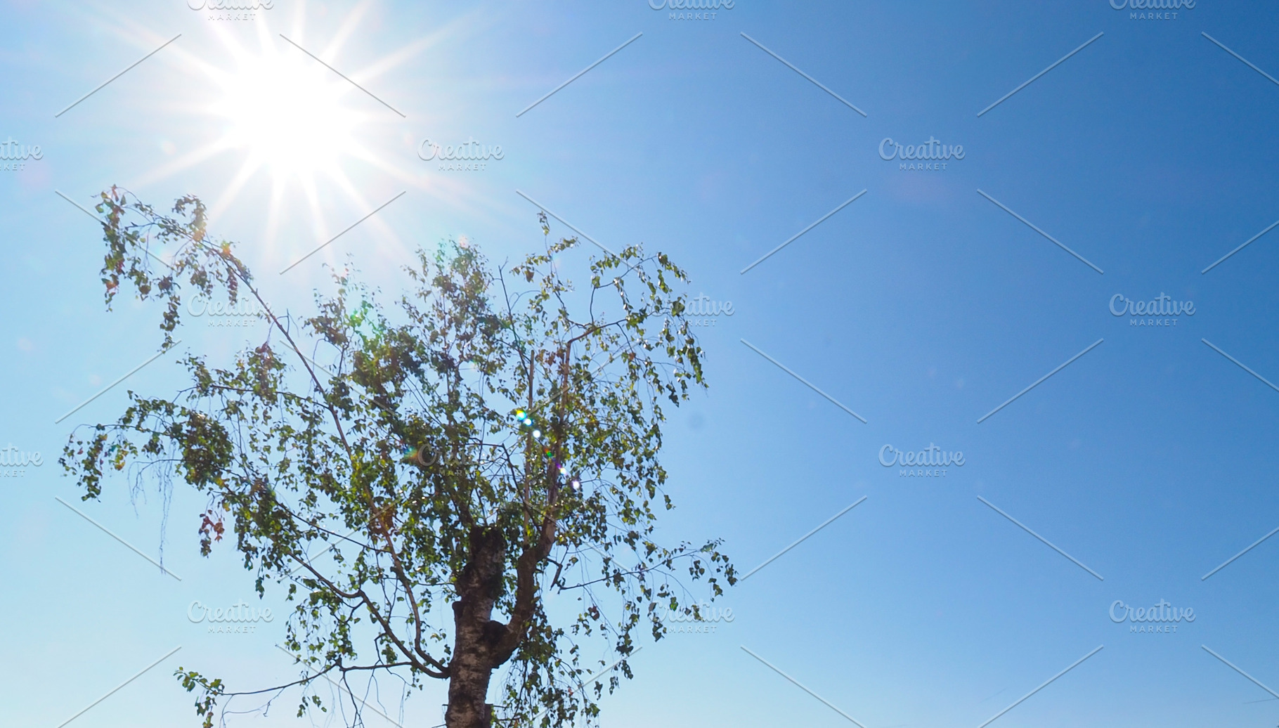 birch tree Betula over blue sky, a Photo by WorldOfPhotos