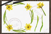 Daffodils Watercolor Clip Art, a Decorative Illustration by DioFlow (Thumbnail 4 of 4)