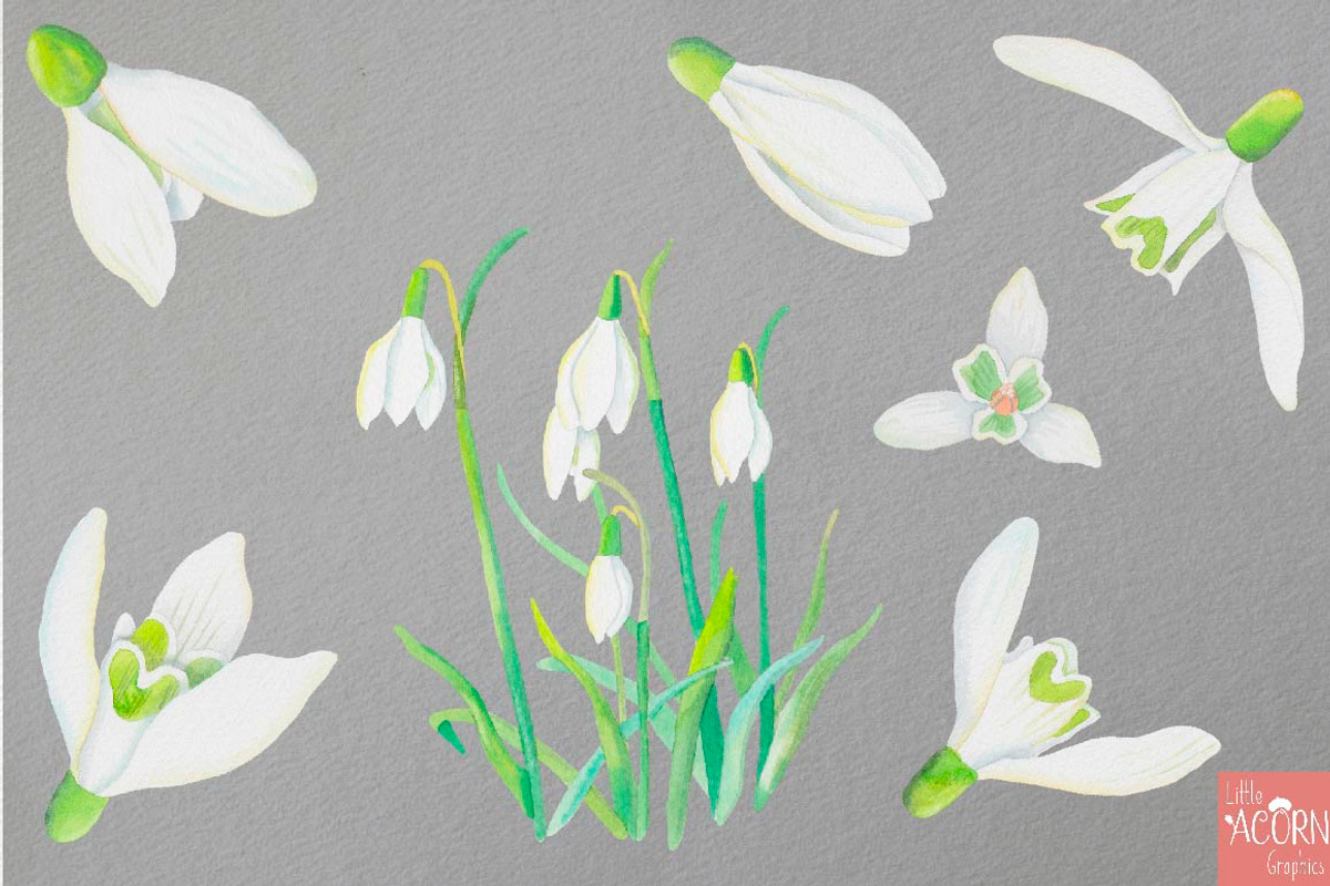 Watercolor Wedding Snowdrops, an Illustration by LittleAcornGraphics (Photo 3 of 7)