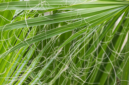 Nature, a Background Photo by Sova