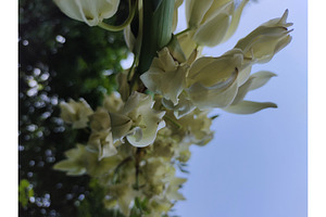White yucca flowers blooming petals