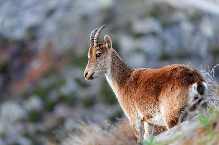 Mountain goat on the edge of a mount, an Animal Photo by Perpis