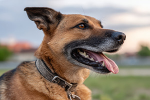 Cute shepherd dog enjoying a sunset, an Animal Photo by AlyaAnd