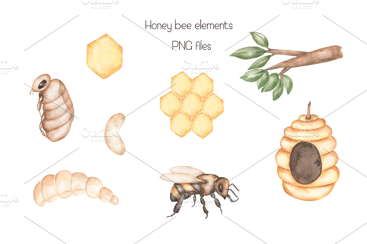 Watercolor Life Cycle Set, an Education Illustration by MayaNavits (Photo 5 of 11)