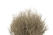 Tumbleweed, an Environmental 3D Model by AndrewWhite (Thumbnail 6 of 9)