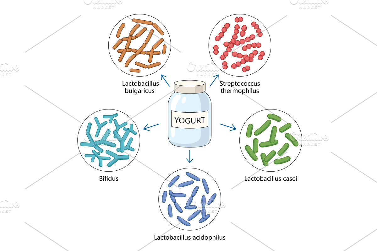 Yogurt Bacteria Types and Their, an Illustration by AlexArt
