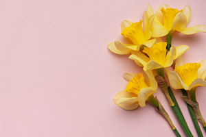 Bouquet of yellow daffodils lying on pink background, a Nature Photo by Olena Rudo
