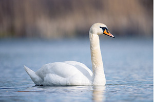 Graceful White Swan Swimming in, an Animal Photo by Pakosta