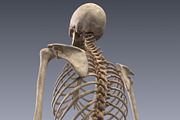 Human skeleton rigged, a Characters & Person 3D Model by konstantin.ermolaev (Thumbnail 12 of 27)