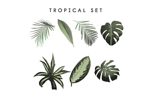 Tropical Patterns & Set VECTOR