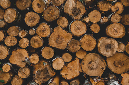 View on logs in a forest, Sudetes, Poland, a Nature Photo by Masson Simon