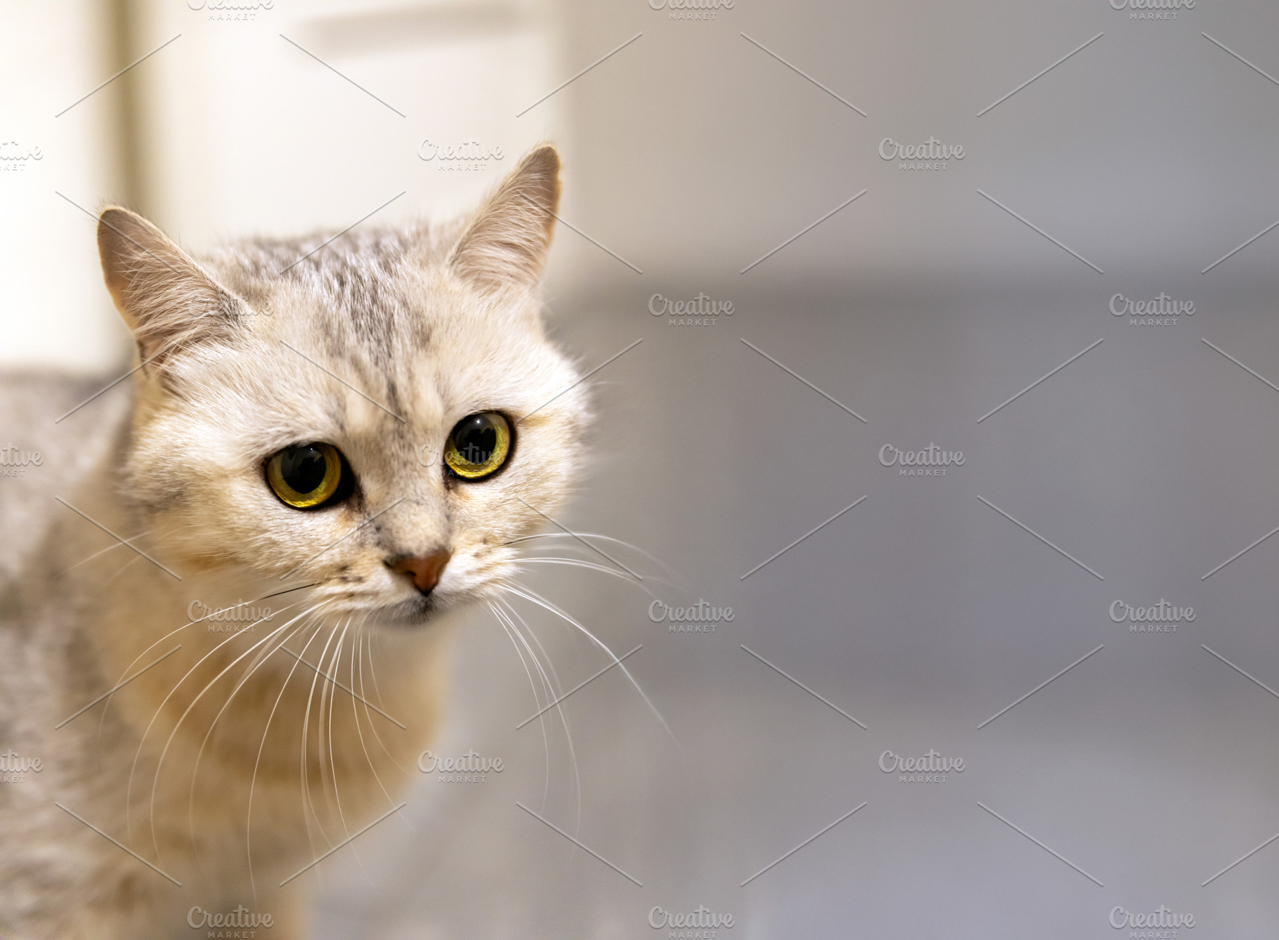 Close-up of a light gray tabby cat with large, expressive yellow, an Animal Photo by Ales Munt