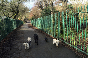 Dogs Walking Down Path