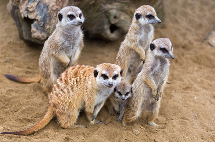 Meerkat surikate featuring meerkat, surikate, and zoo, an Animal Photo by mikenoki