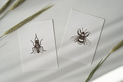 ENTOMOLOGY. Insects Vintage Pack., a Decorative Illustration by Chewie Co (Thumbnail 8 of 11)
