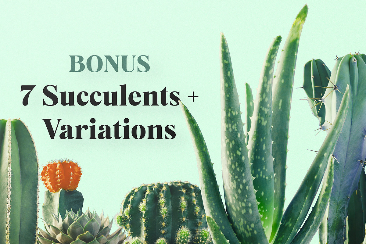Prickly Pear Cactus & Succulents, an Object Graphic by Fox & Bear (Photo 5 of 6)