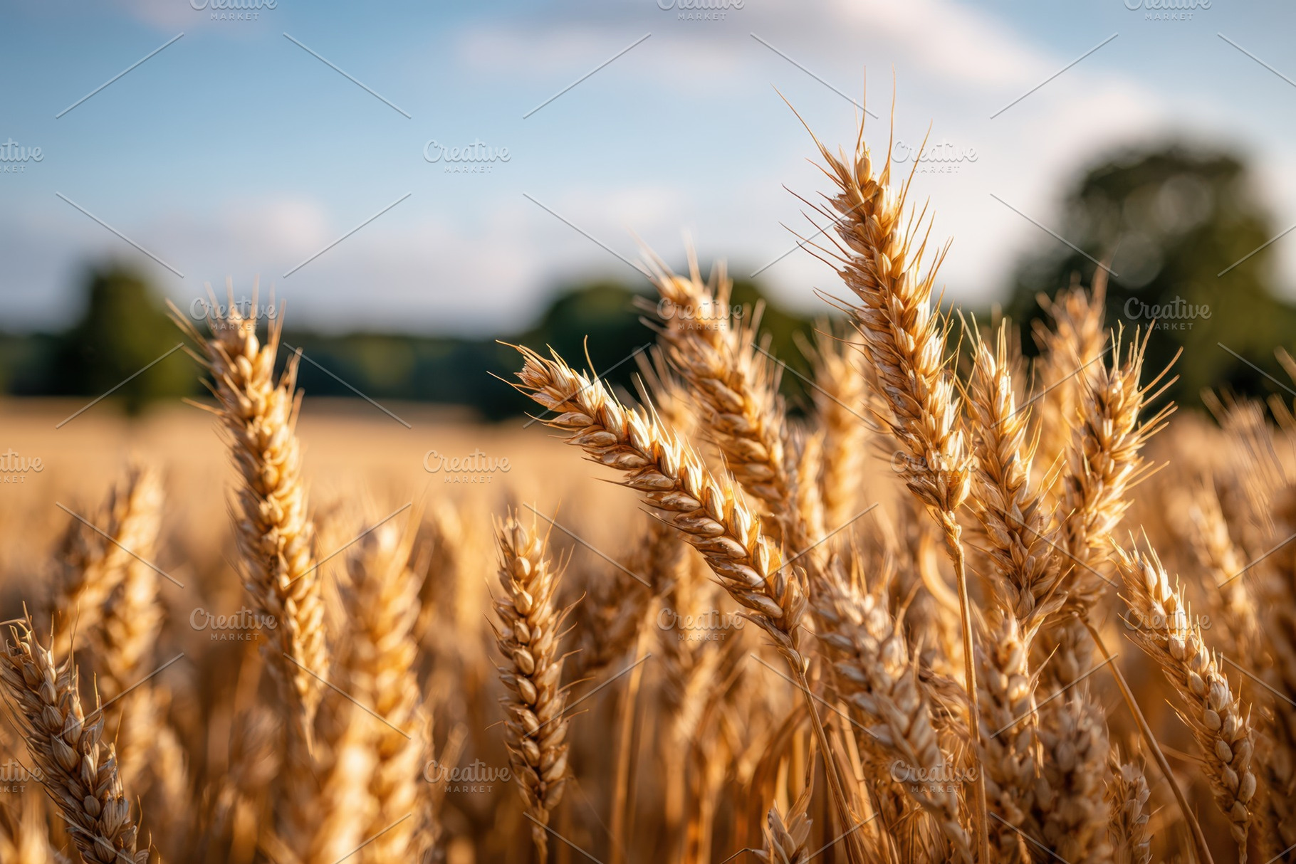 Golden wheat grass swaying in the breeze, a Nature Photo by AlyaAnd