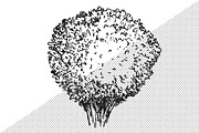 Hand drawn plants, an Object Illustration by CGterminal (Thumbnail 7 of 7)