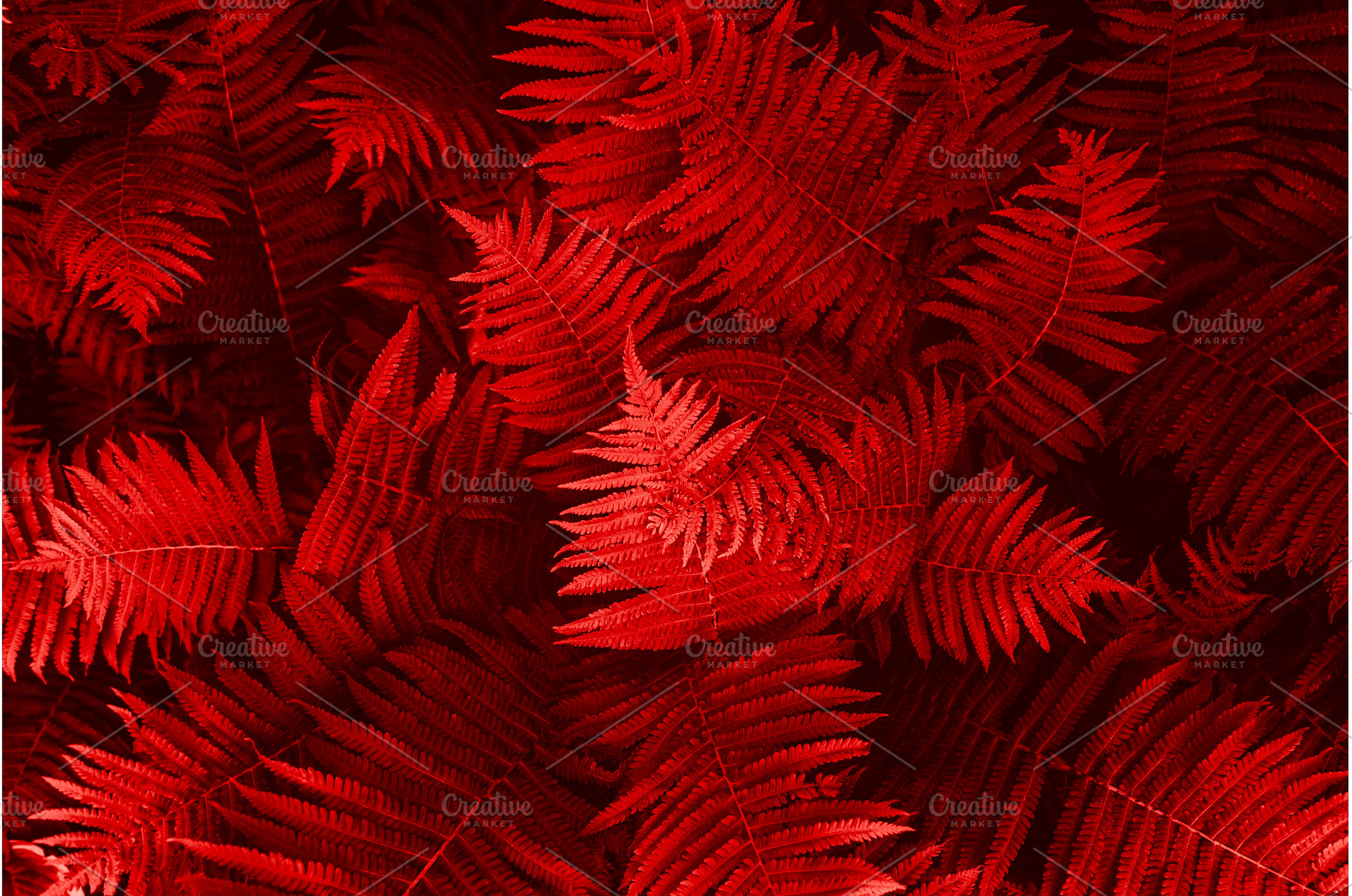 Natural floral fern leaves, a Nature Photo by MAnuta