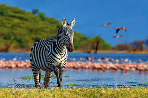 Zebra in the background flamingo. National Park of Kenya, Africa, an Animal Photo by Byrdyak