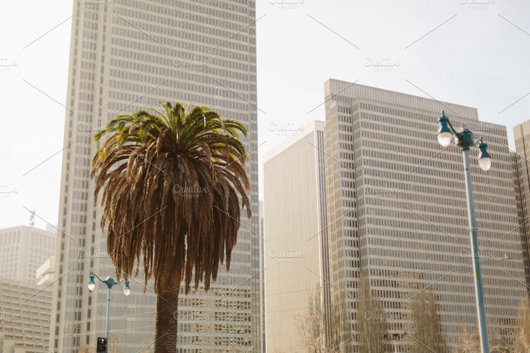 Palm tree on the embarcadero featuring palm tree, tree, and embarcadero, a Nature Photo by zachmcnair