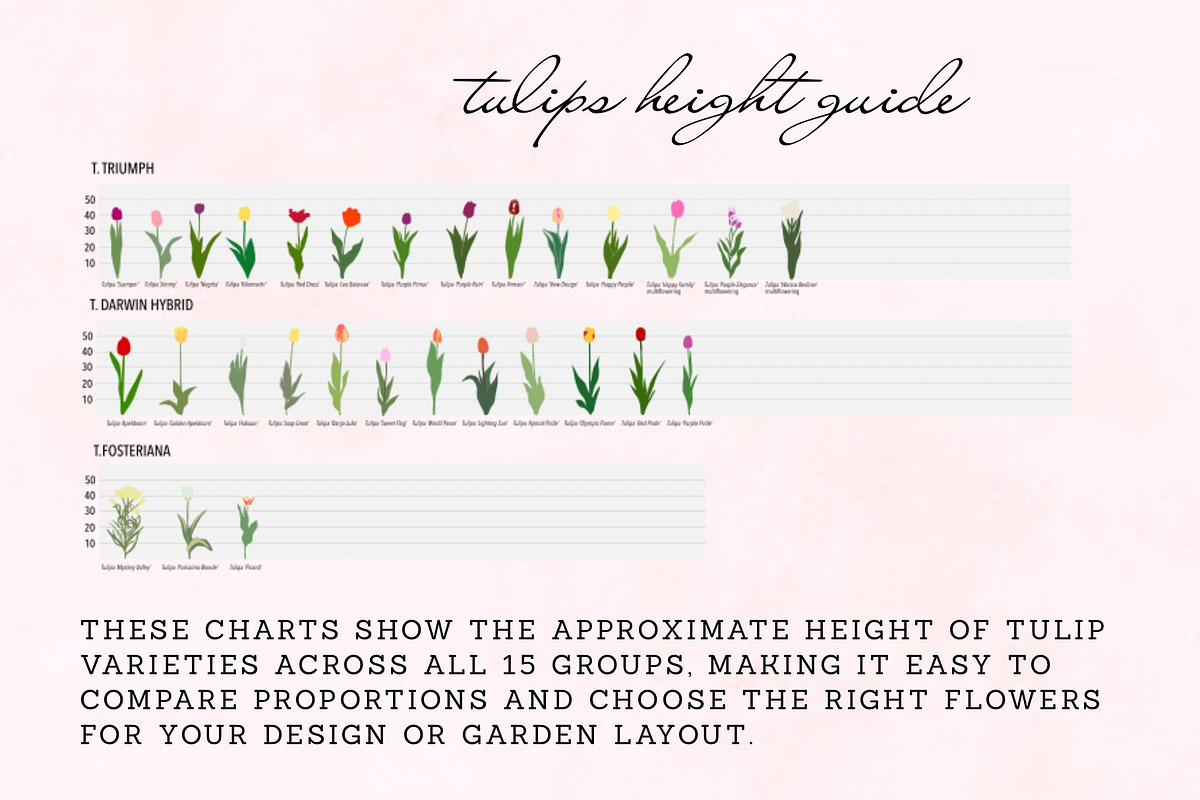 126 Tulip Varieties Flat Vectors, an Object Graphic by esylvia (Photo 2 of 5)