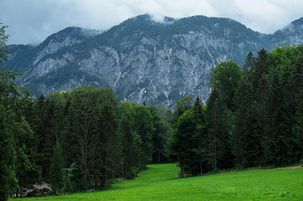 scenery. Mountain landscape. forest after the rain. alpine air. green meadow.