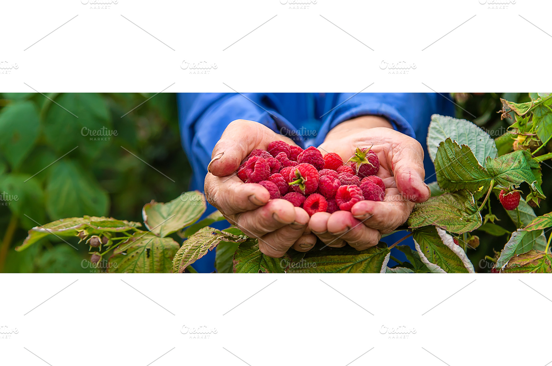 Grandmother harvests raspberries in, a Food & Drink Photo by yanadjana