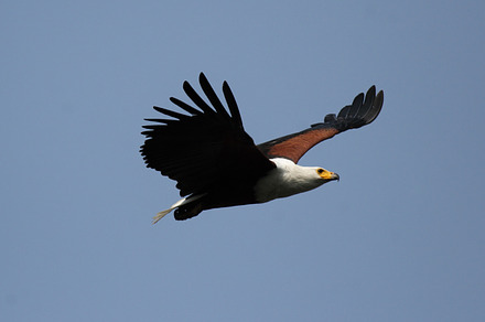 African fish eagle containing botswana, haliaeetus vocifer, and okavango
