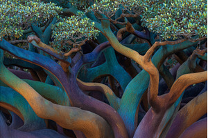 In the mangrove forest, numerous, a Nature Photo by ZinetroN