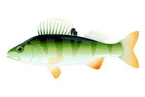 Small perch fish