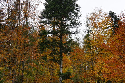 Pine tree in the autumn forest