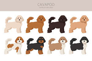 Cavapoo Clipart