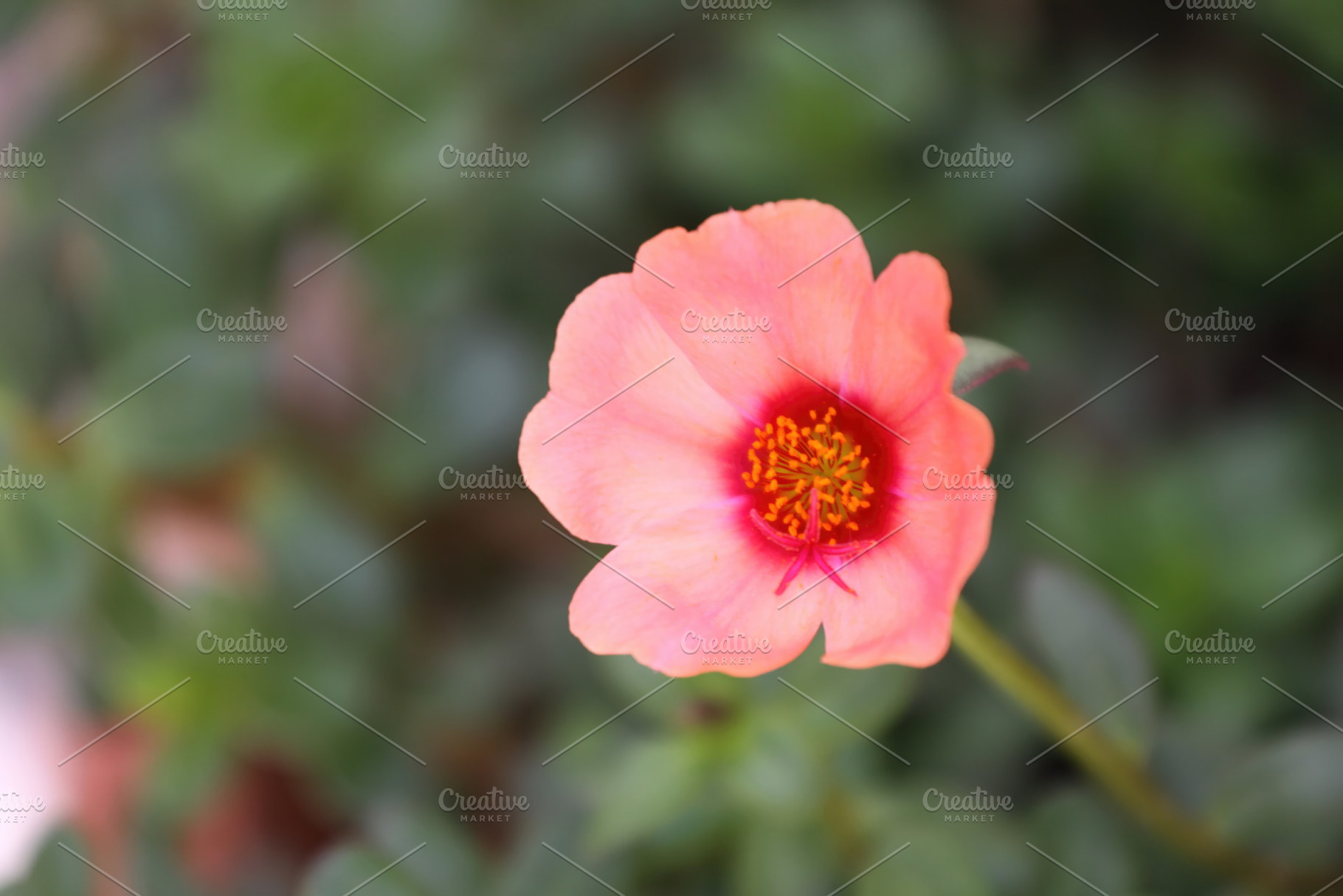 Delicate pink flower blooming in the garden, an Abstract Photo by Antonio Gravante Market